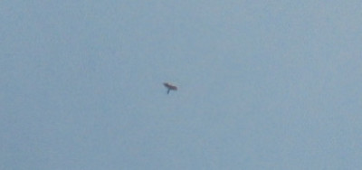 Peregrine Falcon in the sky above Brampton