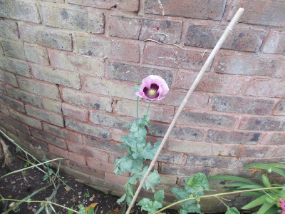 DSCN0005.JPG