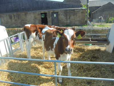 Ayrshire Calves