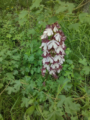 A French orchid - own work