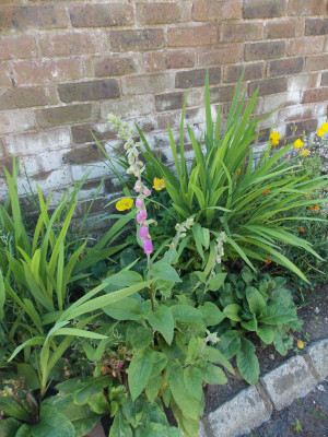 Foxglove