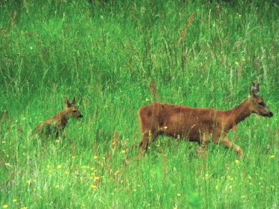 DSCF3953.JPG