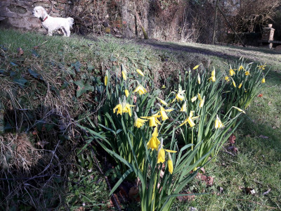 Daffodils - own work