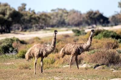 Menindee Emus-7507.jpg