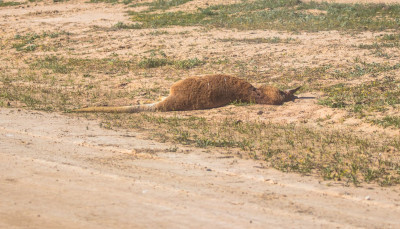 Menindee road kill-7515.jpg