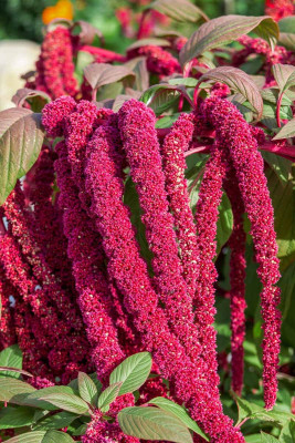 Amaranth Love-Lies-Bleeding