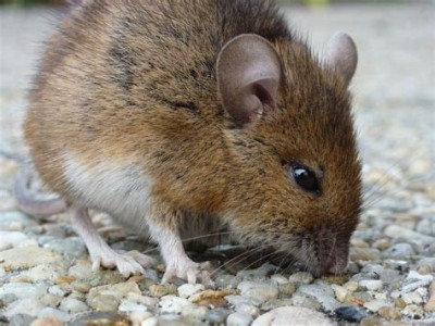 The Field Mouse