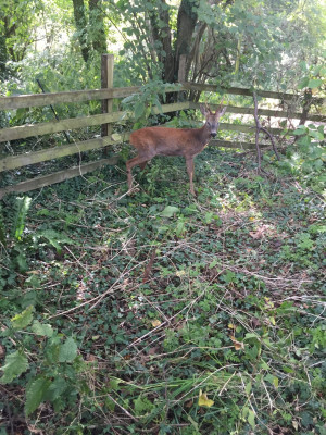 Deer.4.jpg