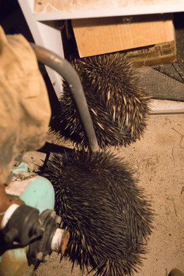 Echidnas-45103.jpg