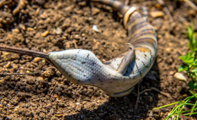 Blue tongue-45244.jpg