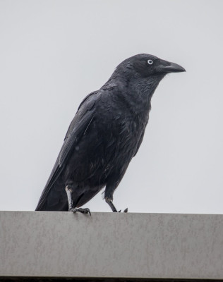 White-eyed Raven-45376.jpg