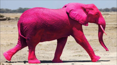 pink+elephant+1.jpg