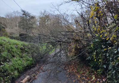 Tree having a lie down - own work