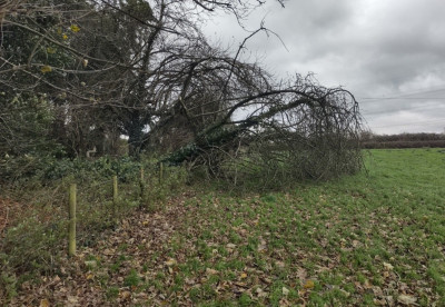 Tree having a lie down - own work
