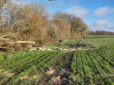 Ash trees. One down, one to go. - own work