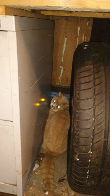 Stowaway!