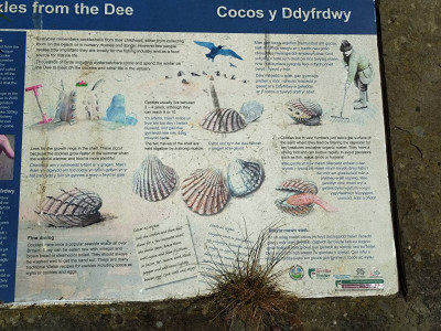 Cockle industry