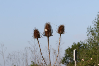 Teasels
