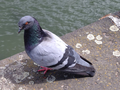 Pigeon
