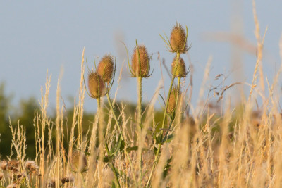 Wild Teasels