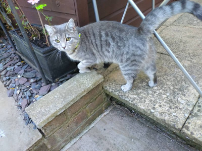 The murderous feline!!