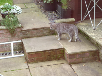 Our lodger