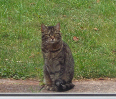 cat.JPG
