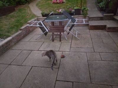 A successful kill!!