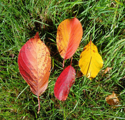 Some leaves - own work