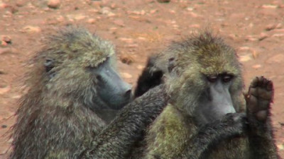 Borrowed from https://www.shutterstock.com/video/clip-1490365-baboons-pick-fleas-off-each-other-grooming?dd_referrer=https%3A%2F%2Fwww.google.com%2F