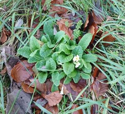 Primrose in flower - own work