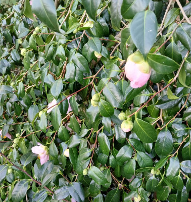 Camellia in flower - own work