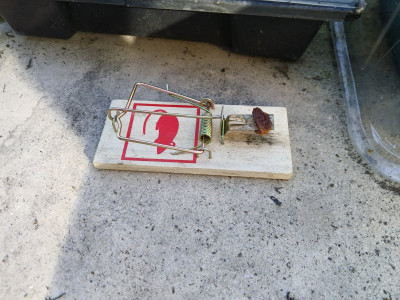 Before the mice - own work