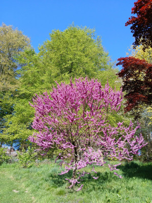 Cercis tree - own work