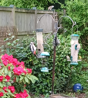 Woody woodpecker - own work