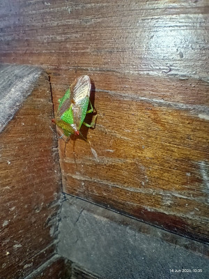Shield Bug