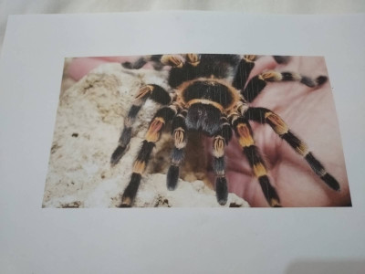 Borrow from the web,