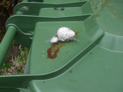 DSCF4182.JPG