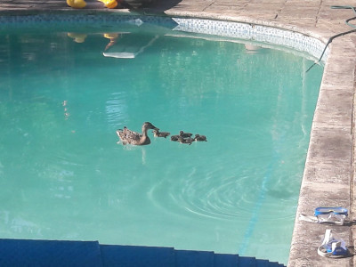Ducks in the pool - own work